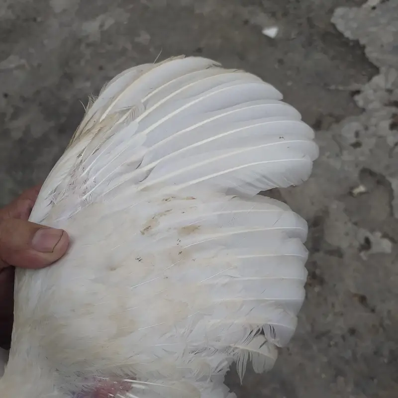 Hera Aseel female — photo 3