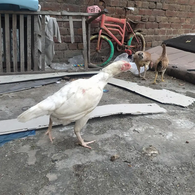Hera Aseel female — photo 4