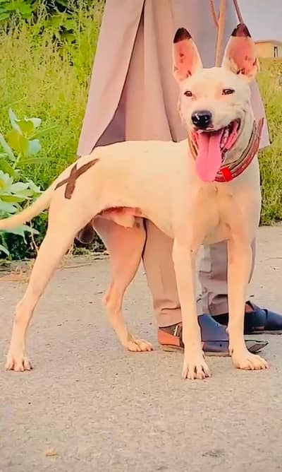 gultair dog | Kohati gultair dog | Kohati gultair | security dog