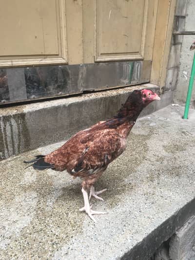 Urgent sale