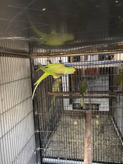 Raw Wild Breeder Female 0321.7242445 call