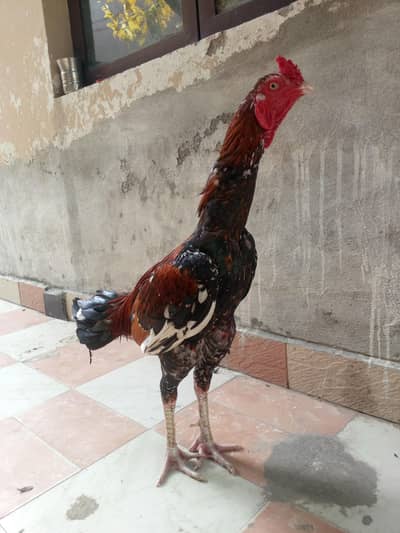 aseel murga for sale colour China