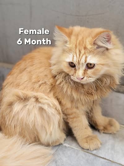Persian Cat Triple kot