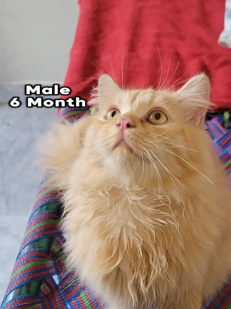 Persian Cat Triple kot — photo 2