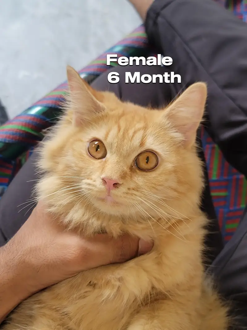 Persian Cat Triple kot — photo 3