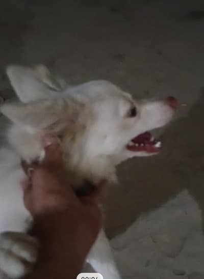 Russian dog