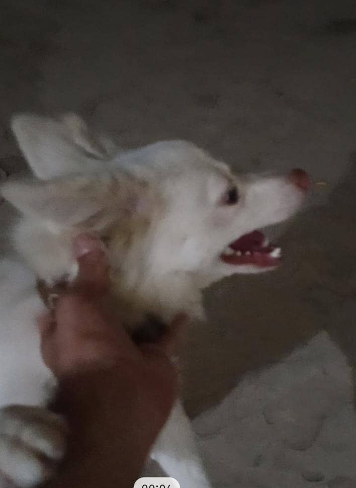 Russian dog 0