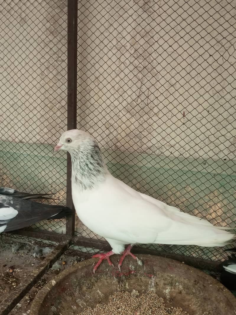 Breeder Kabootar outclass 6