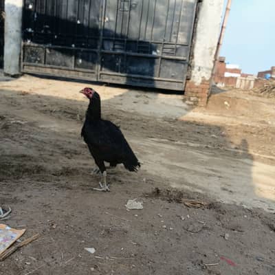 Thai pure hen