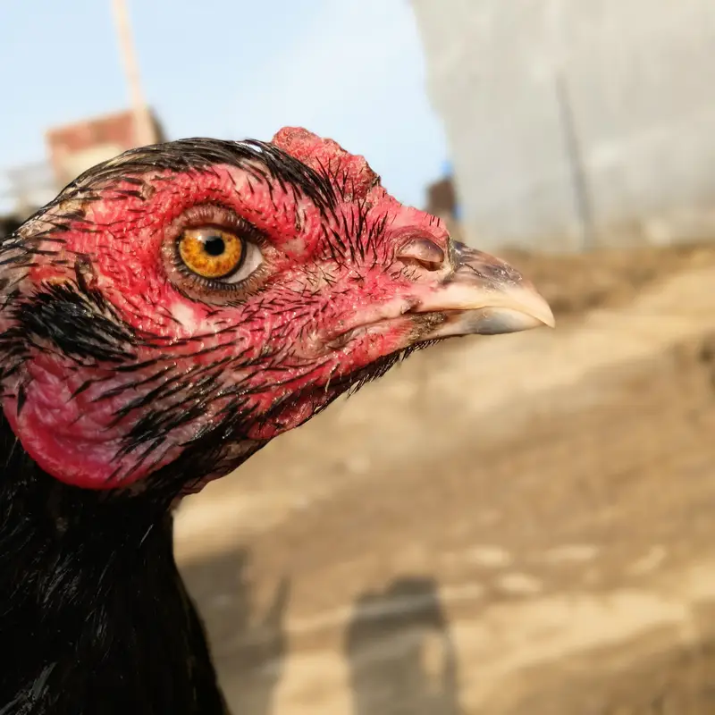 Thai pure hen — photo 2
