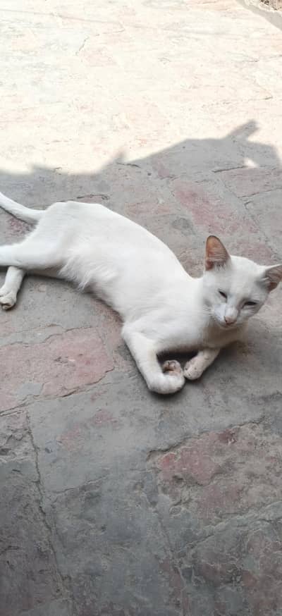 cattt