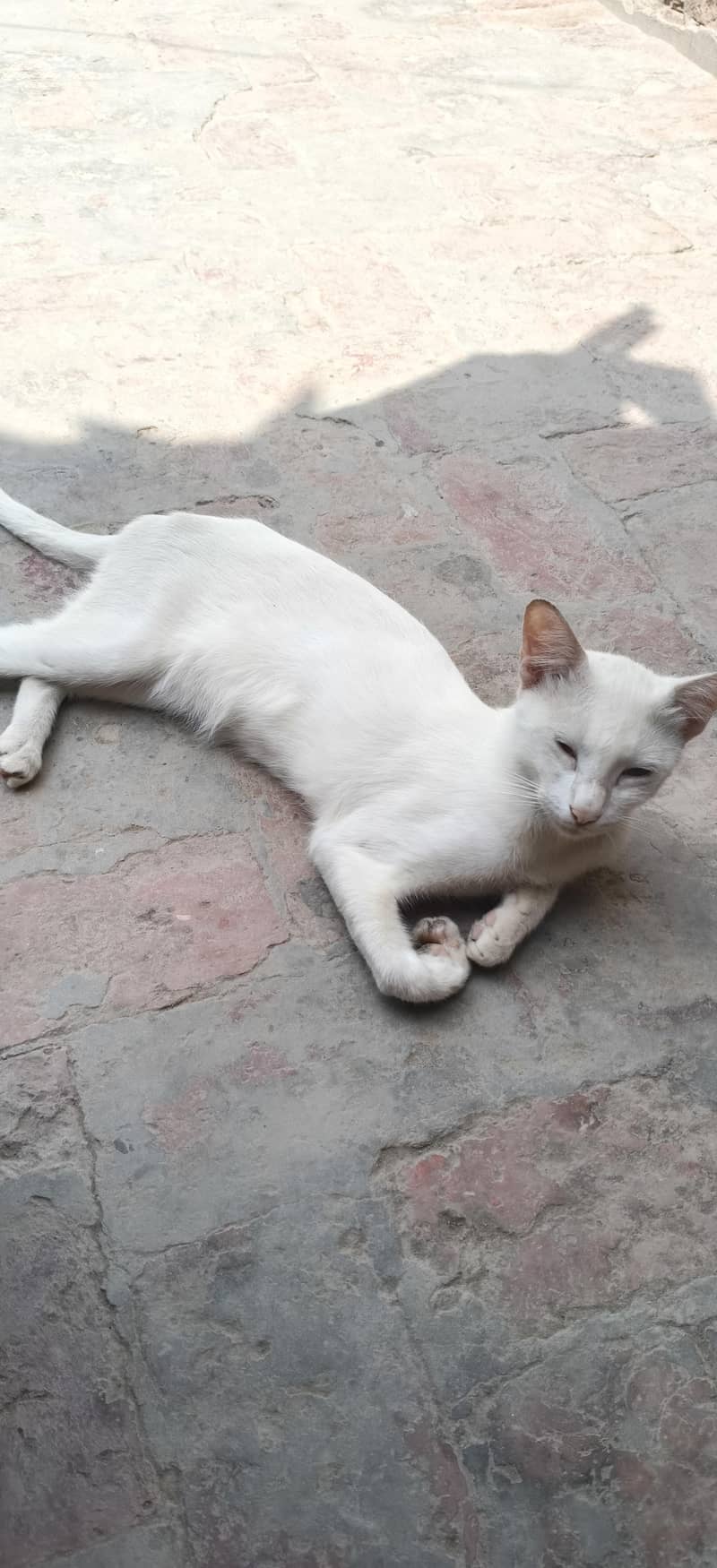 cattt 0