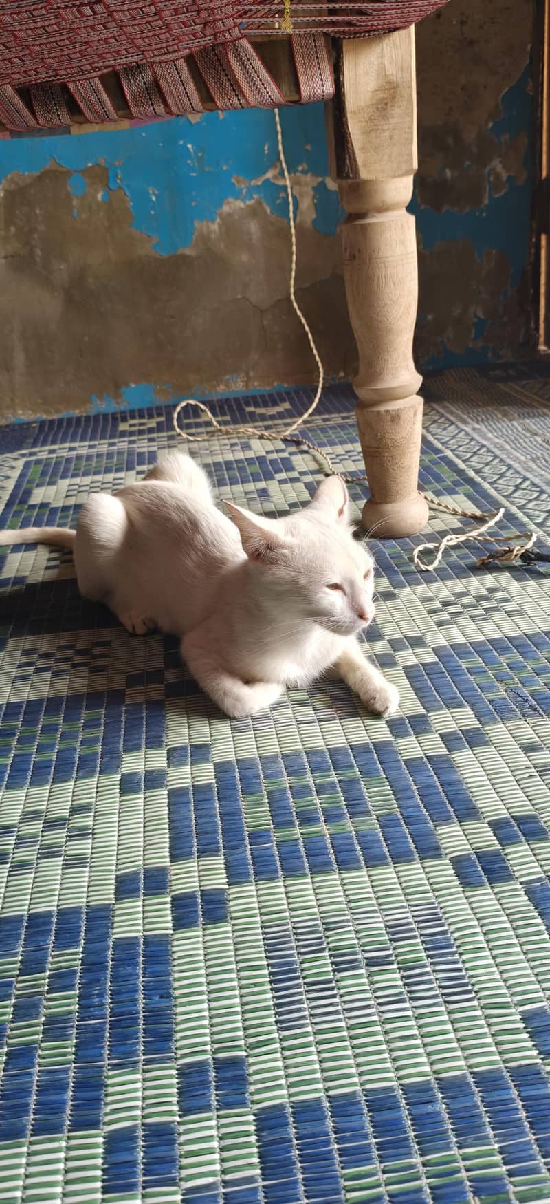 cattt 1