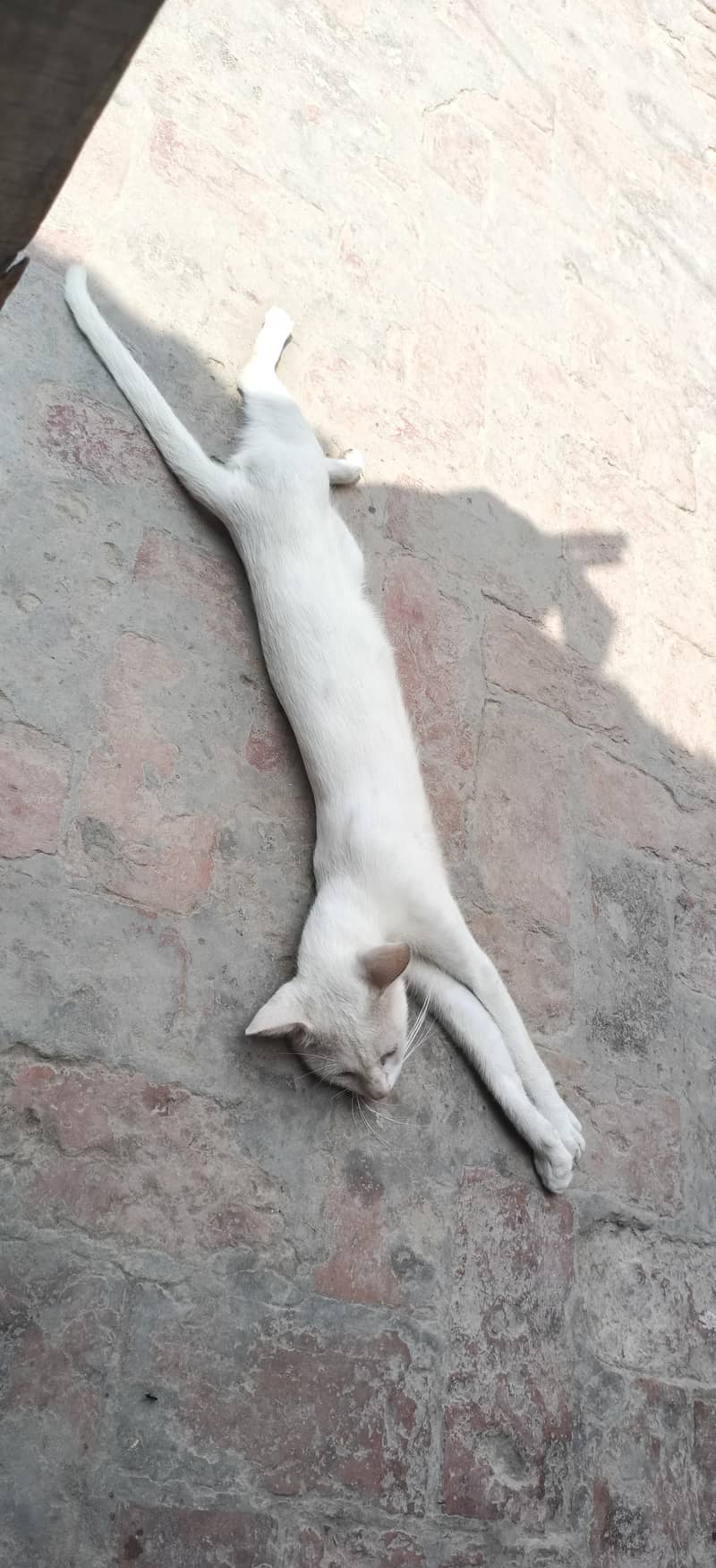 cattt 2