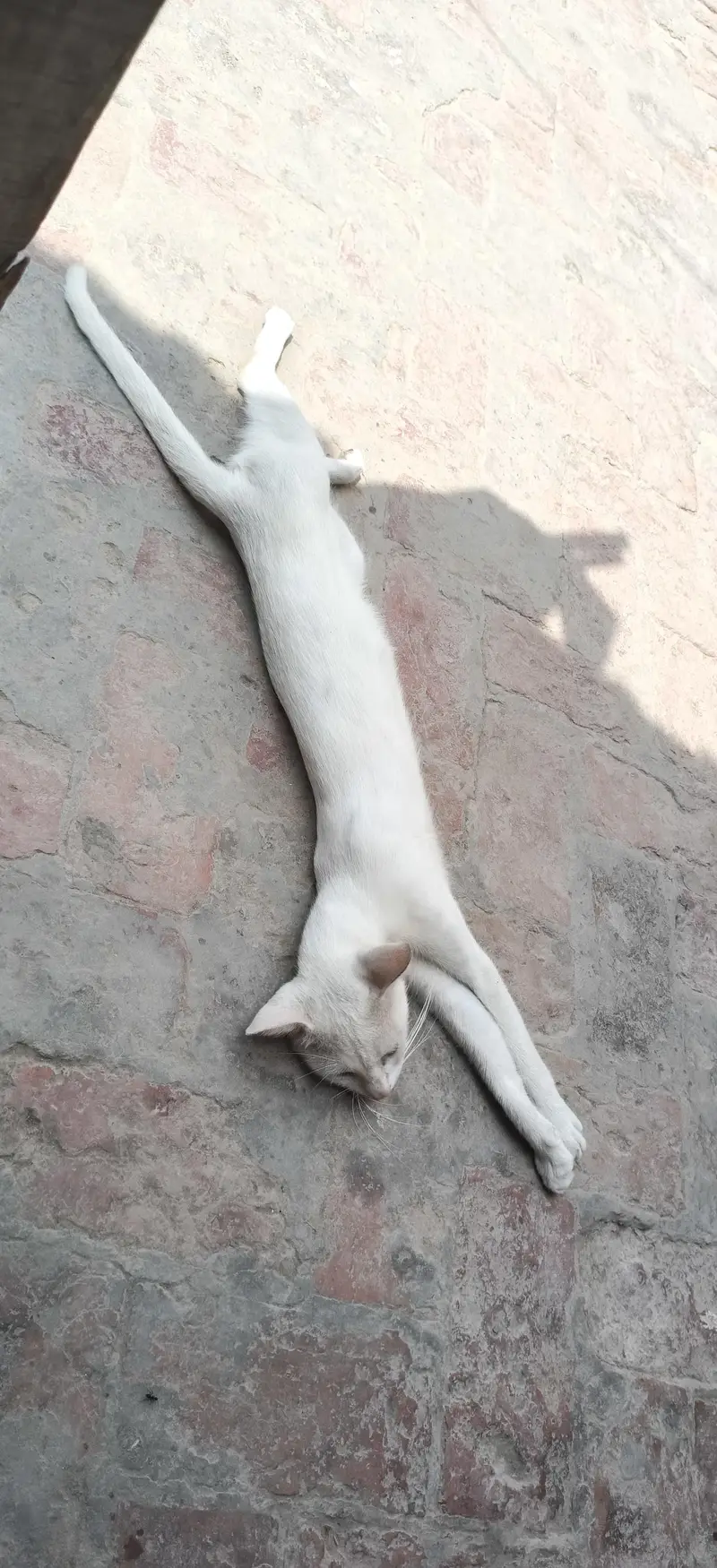 cattt — photo 3