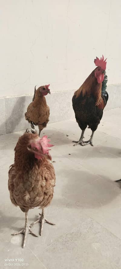 4 Andy wali murghia 1 murgha
