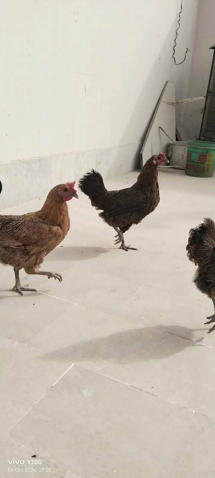 4 Andy wali murghia 1 murgha — photo 2