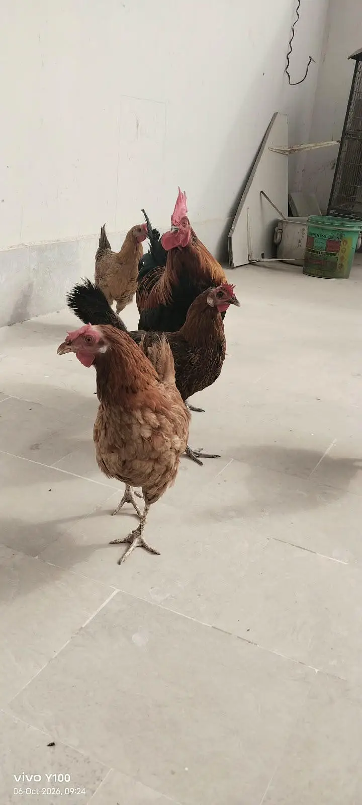 4 Andy wali murghia 1 murgha — photo 3