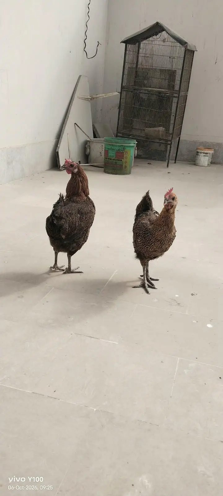 4 Andy wali murghia 1 murgha — photo 4