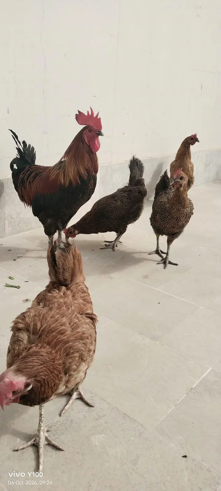 4 Andy wali murghia 1 murgha — photo 5