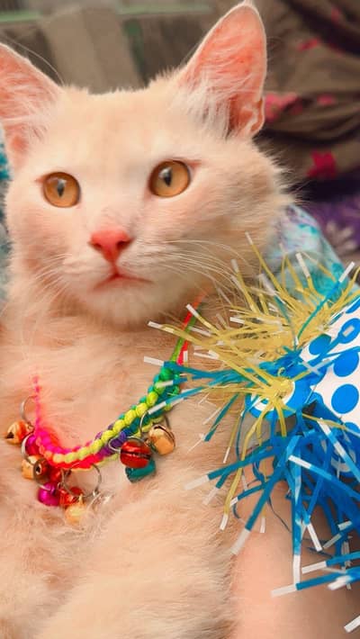 Persian male cat