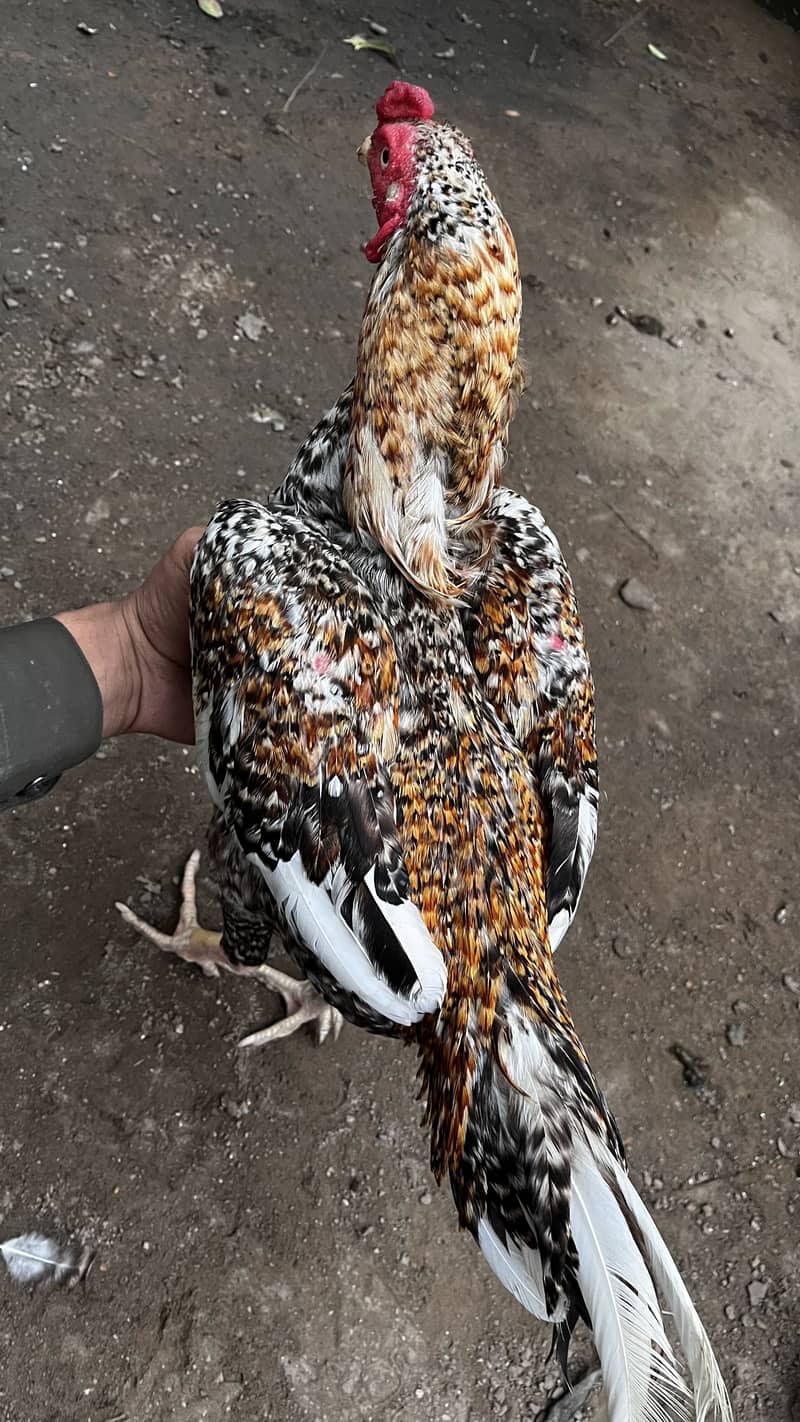 aseel pair breeder 0