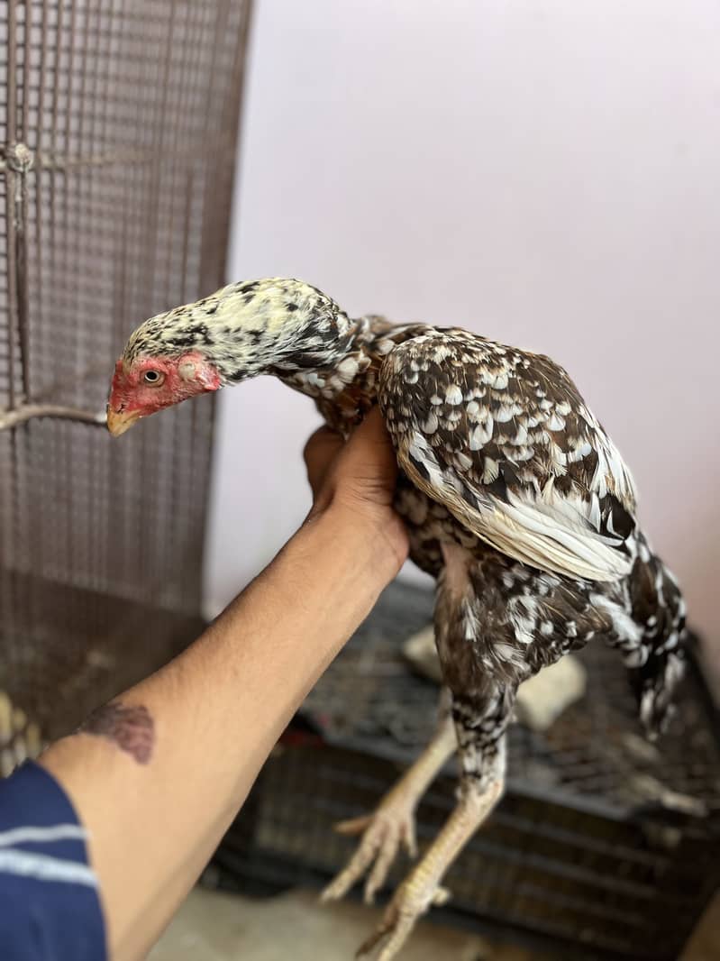 aseel pair breeder 1