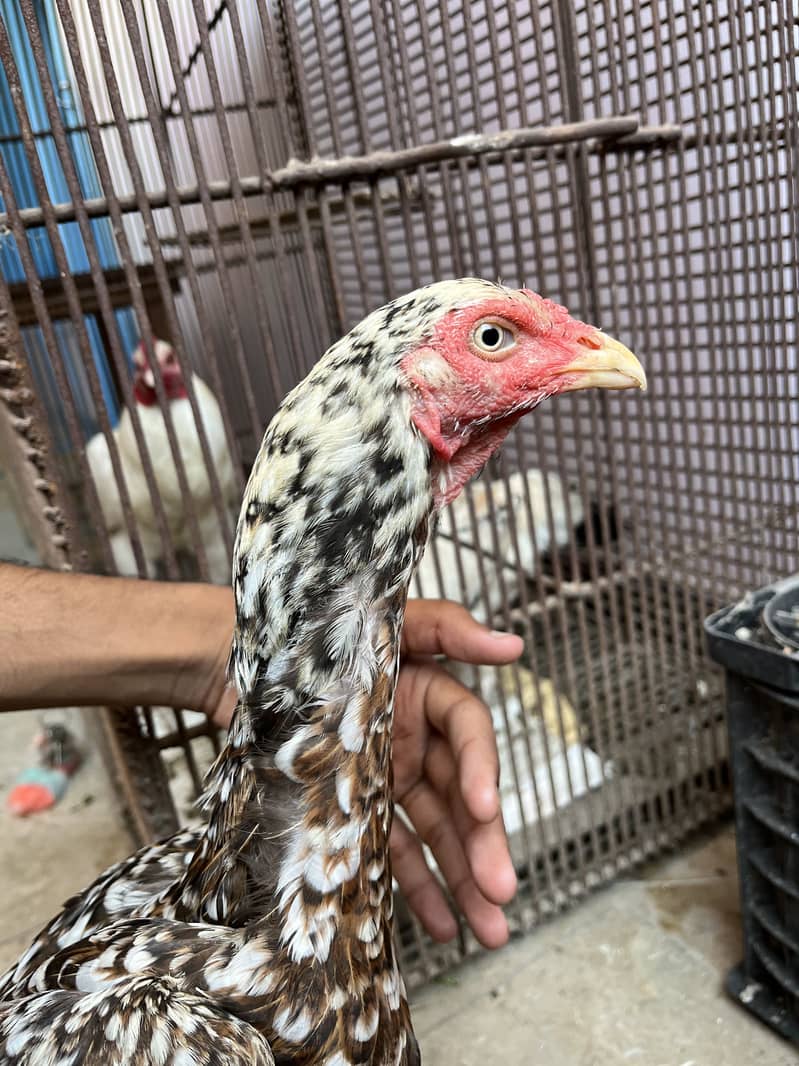 aseel pair breeder 2