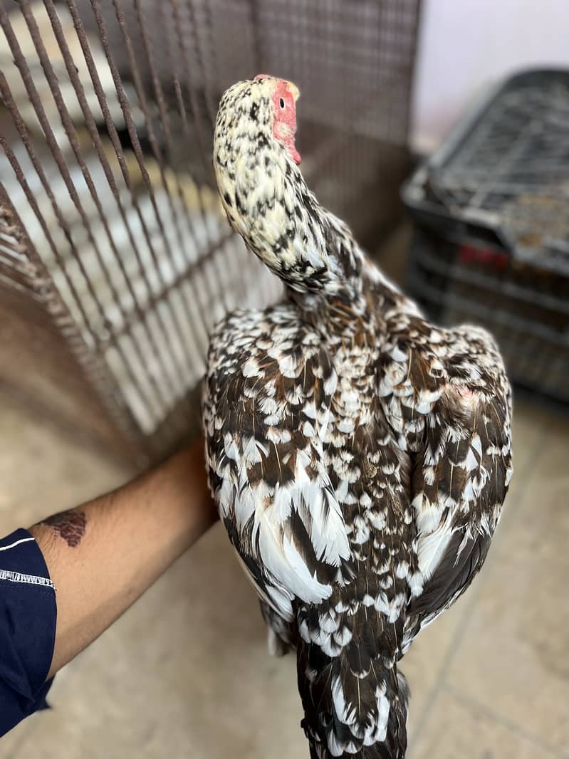 aseel pair breeder 3