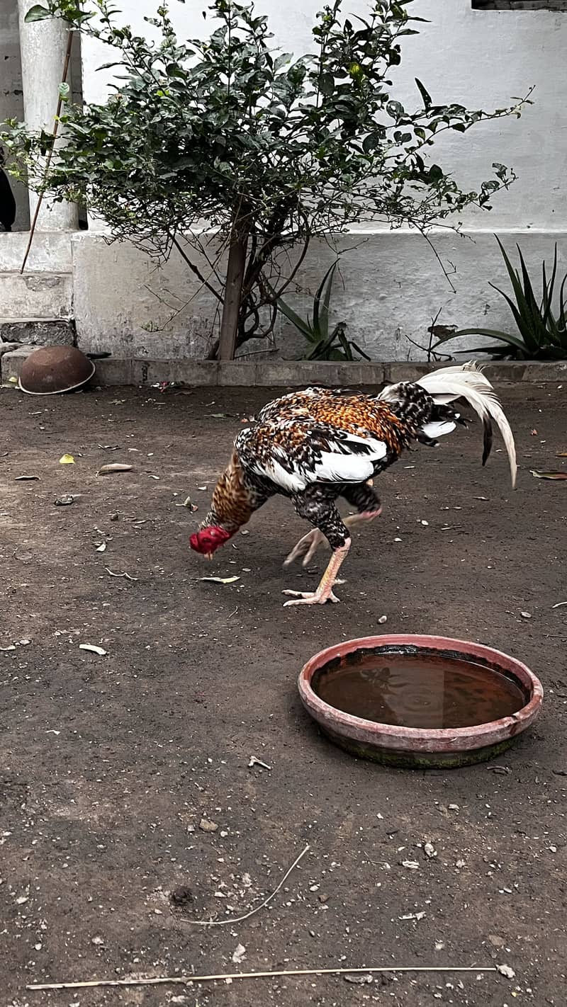 aseel pair breeder 4