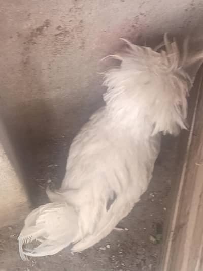 White polish female for sale