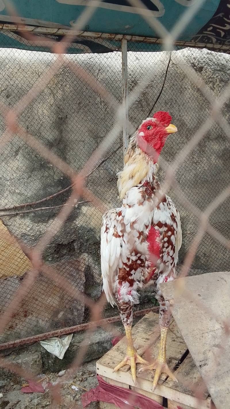 Asel murga 1.5 year 1
