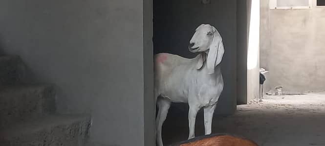 goats for sale