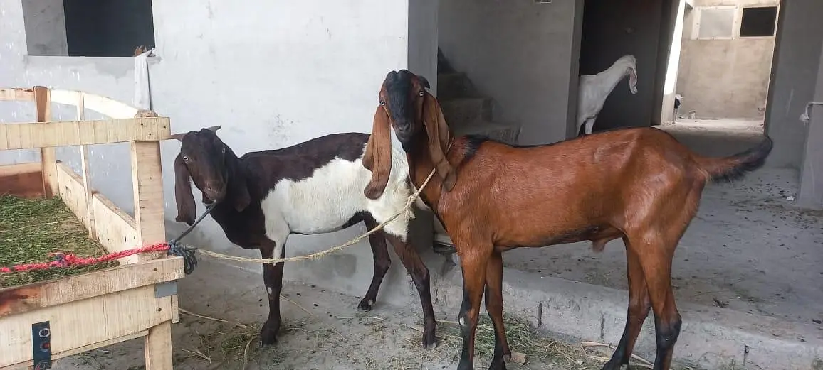 goats for sale — photo 2