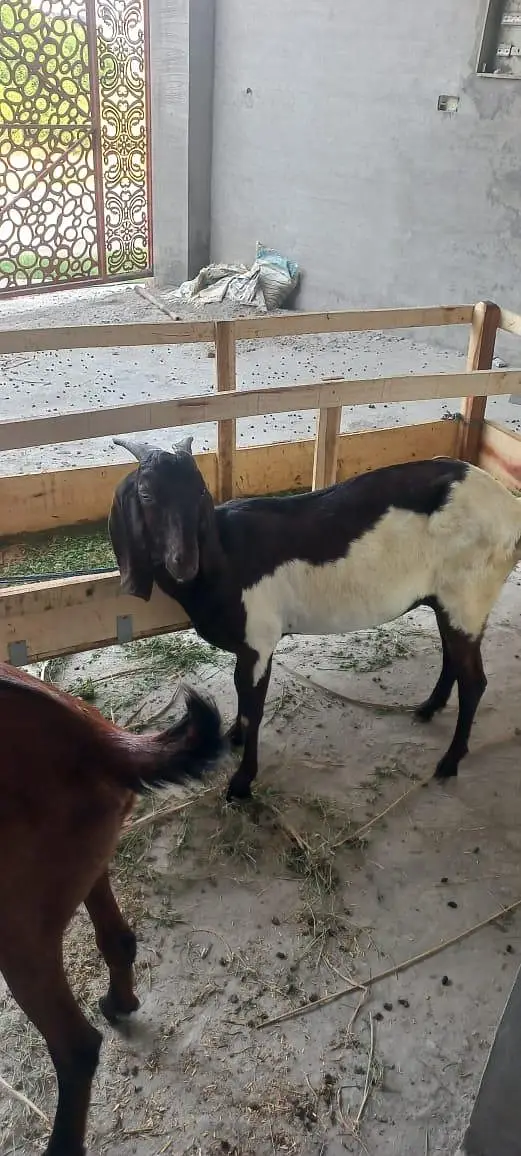 goats for sale — photo 3