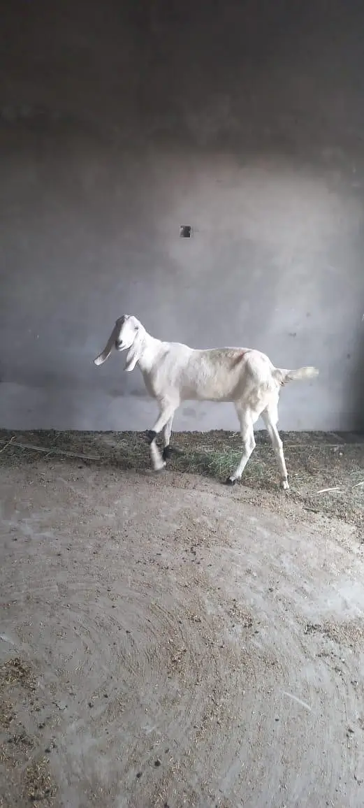 goats for sale — photo 4