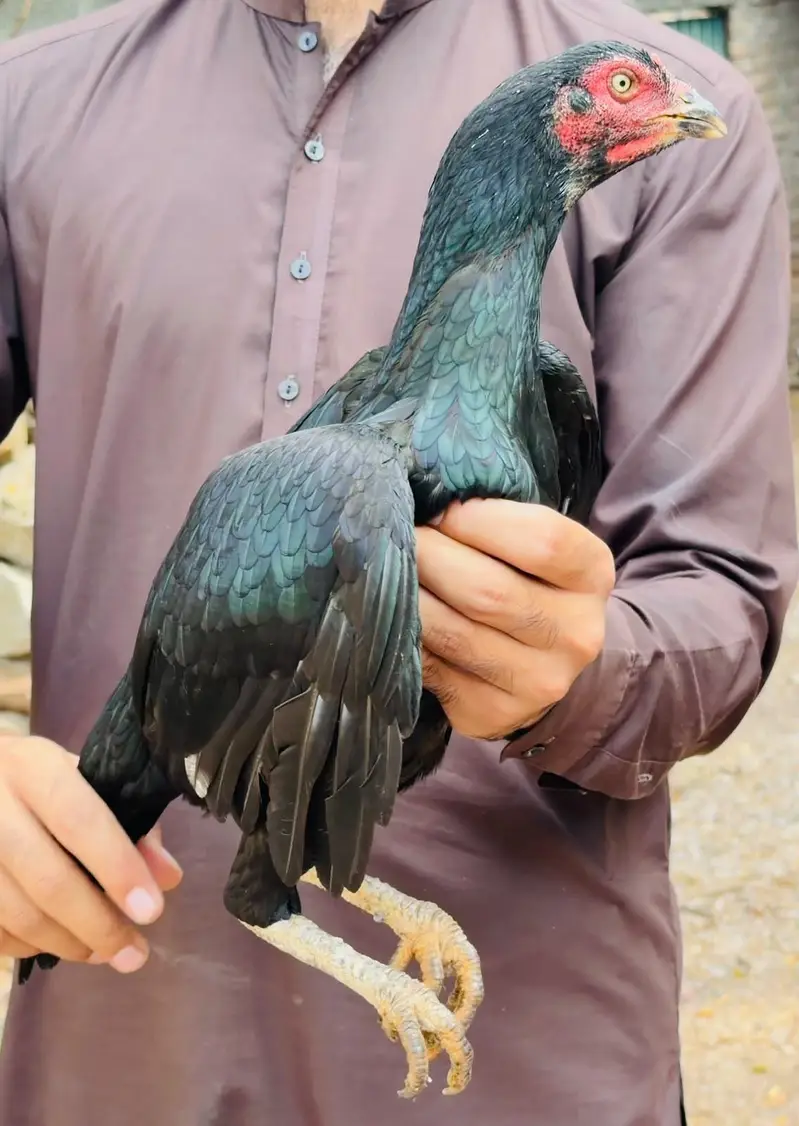 2 high quality aseel Madiyan — photo 4