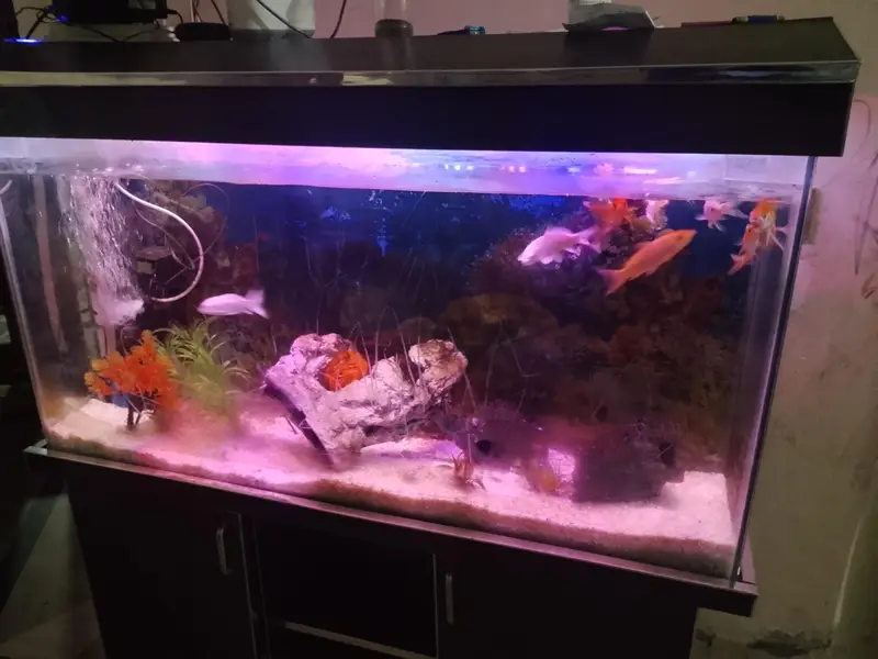 Aquarium — photo 3
