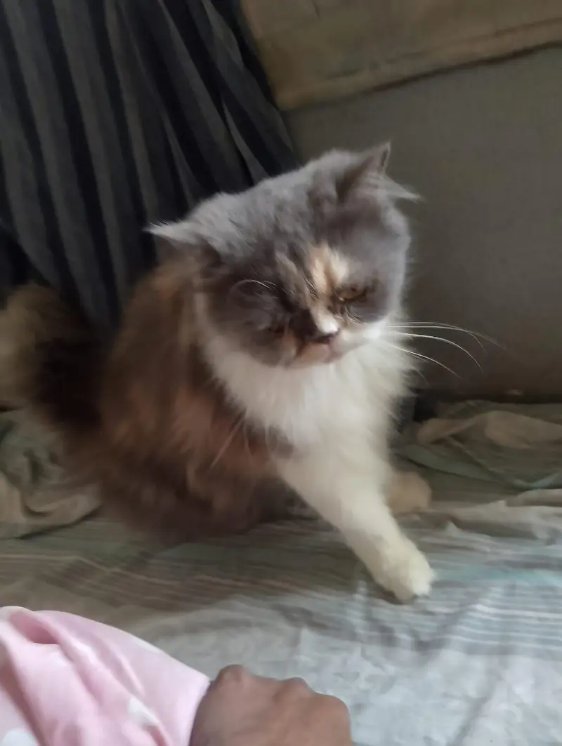 cat sal karni hy — photo 2