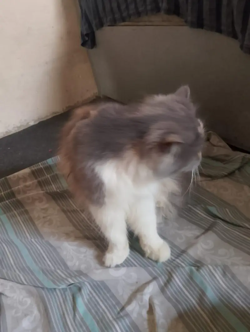 cat sal karni hy — photo 3