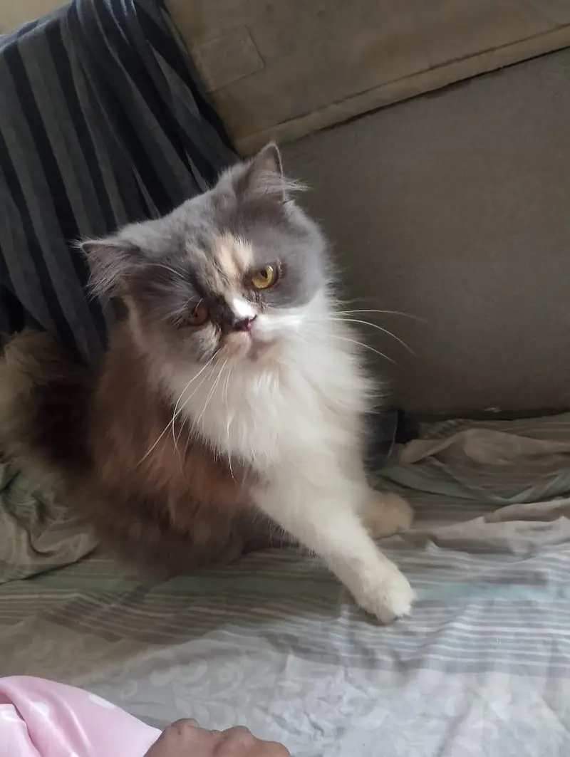 cat sal karni hy — photo 4