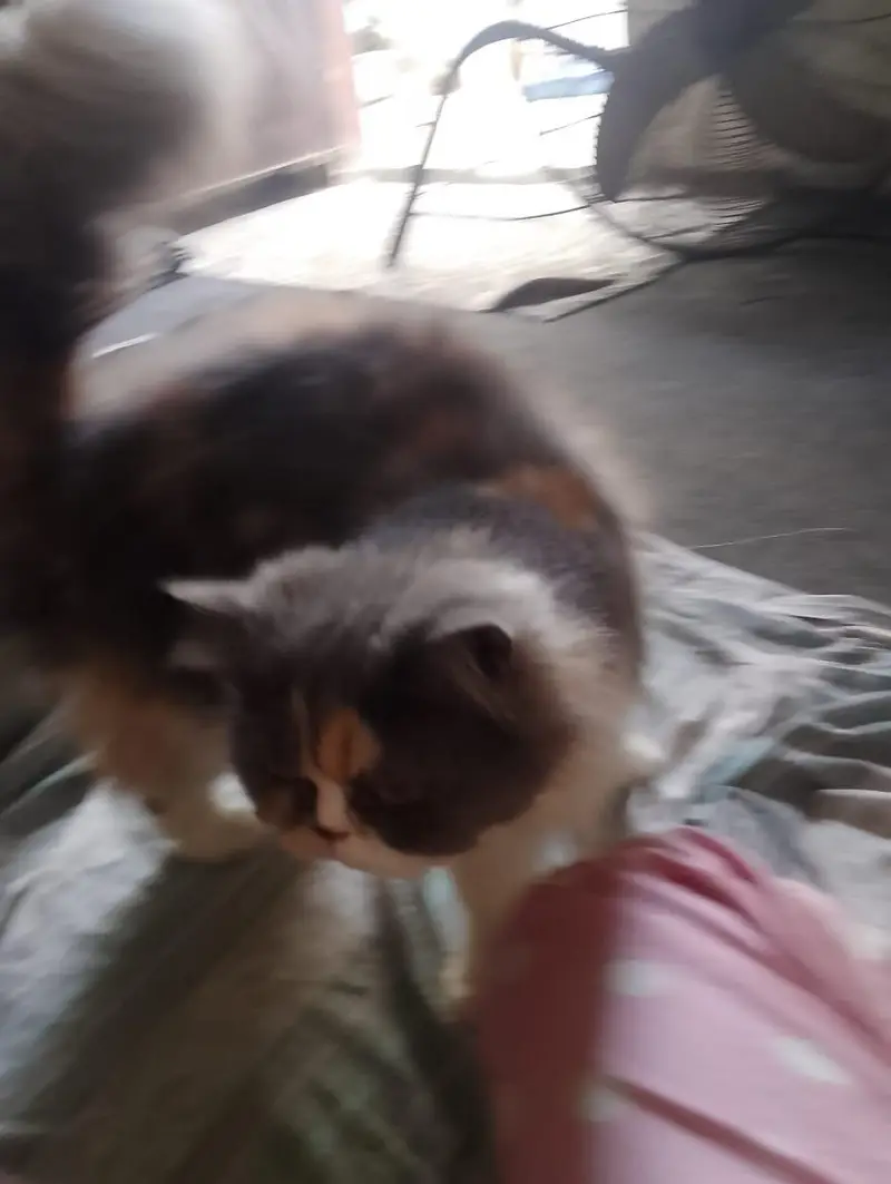 cat sal karni hy — photo 5