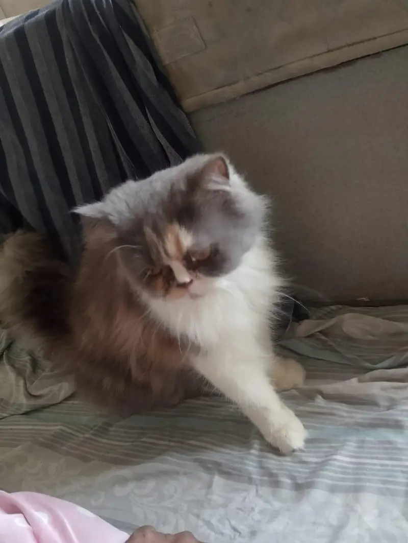 cat sal karni hy — photo 6