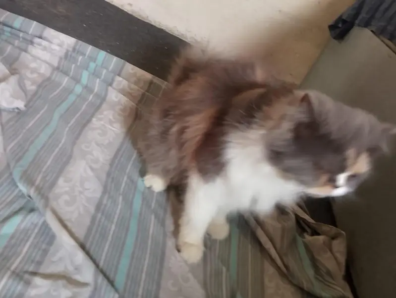 cat sal karni hy — photo 7