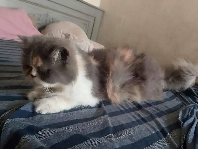 cat sal karni hy — photo 8