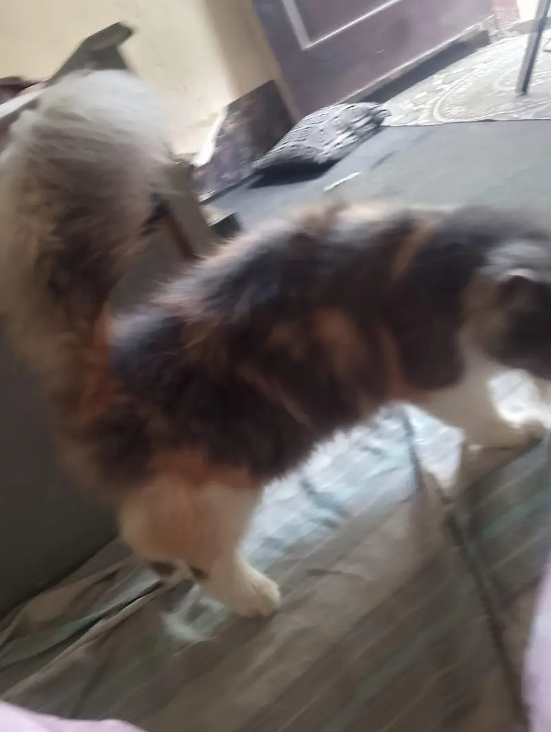 cat sal karni hy — photo 10