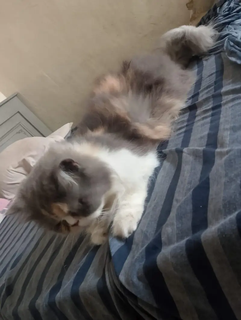 cat sal karni hy — photo 11
