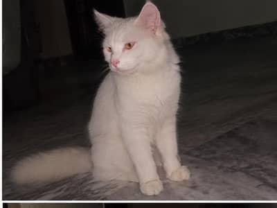Beautiful Healthy Cat for Sale