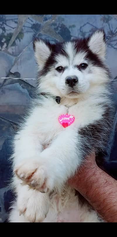sibarian husky puppy