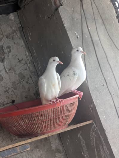 khumrai dove breeder pair